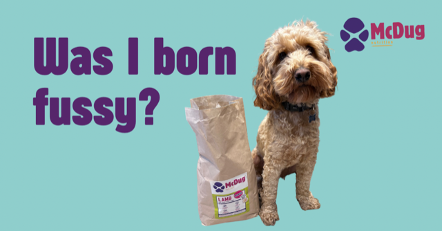 How Do I Feed My Fussy Dog McDugNutrition