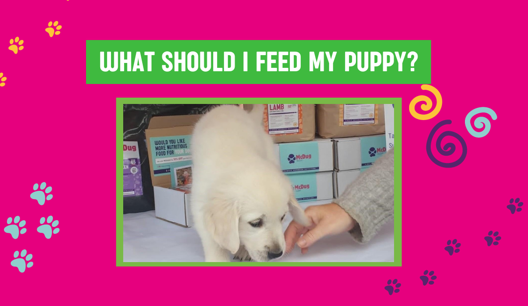 What s the Best Food for my Growing Puppy McDugNutrition