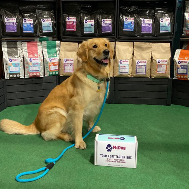 golden retriever sitting next to Mcdug nutrition seven day taster box of delicious kibble dog food 